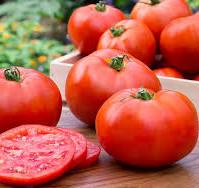 Nigeria loses N1.3bn to tomato ebola in three states – Minister