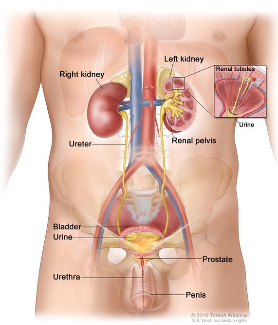 Is lemon water good for kidneys? -Galdin Marlyn